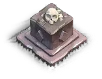 Ancient Skull