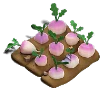 Blooming Beetroots