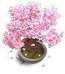 Cherry Bonsai