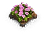 Cornflower Bed