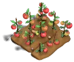 Juicy Tomatoes