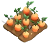 Sweet Carrots
