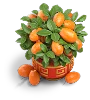 Kumquat Tree